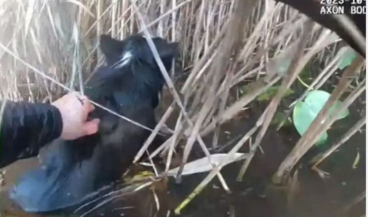 Polizisten retten blinden Border Collie aus eiskaltem Teich